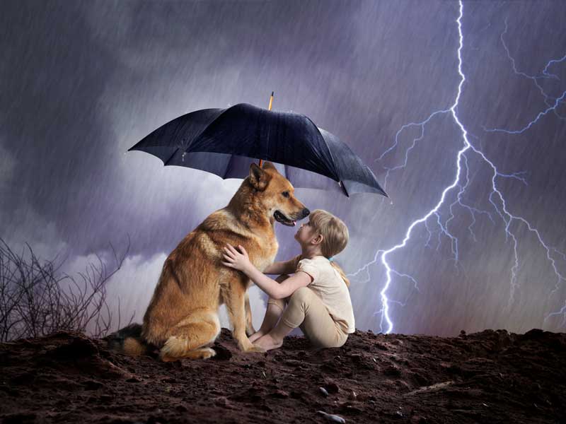 Hurricane and Storm Pet Tips