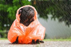 Dog in the rain