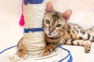 Bengal Cat with Scratcher poll