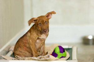 Why Adopting a Shelter Dog is a Great Choice: Understanding the Benefits of Saving a Life and Bringing a Shelter Dog into Your Family