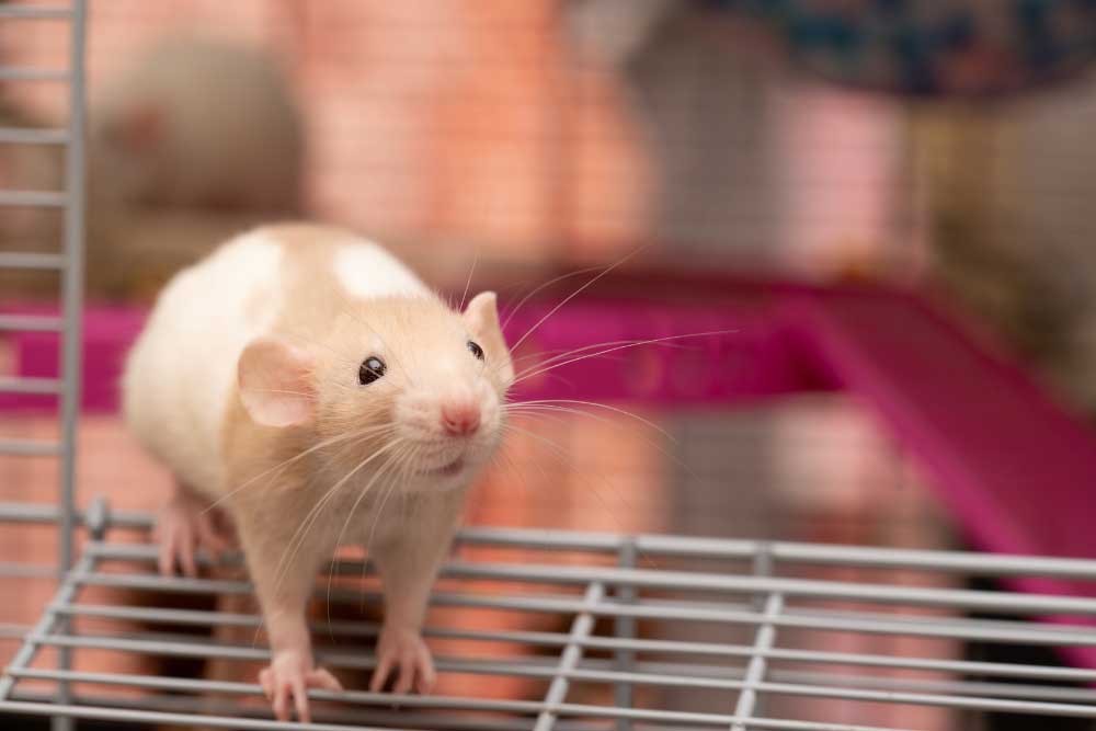Why Rats Make the Perfect Pet Understanding the Benefits of Keeping a Pet Rat Pet Lovers Palm