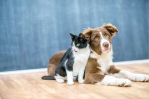Cute dog and cat