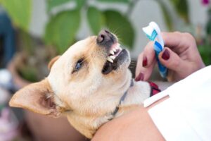 Brushing dogs teeth
