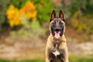 The Belgian Malinois: A High-Energy Breed for Active Individuals and Families