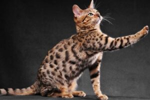 Are Bengal Cats Right for You? Understanding the Unique Traits and Needs of this Striking Breed