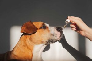 Exploring the Benefits and Safety of CBD for Dogs: A Guide to Understanding Cannabidiol for Canine Health