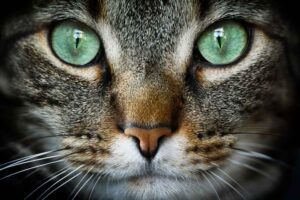 Feline Asthma: Understanding, Diagnosing, and Managing the Chronic Respiratory Condition in Cats