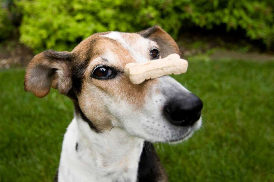 Dog with dog treat biscuit on it's nose