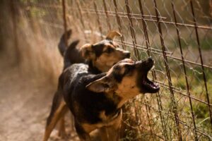 Dogs barking at fence