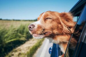 Managing Anxiety: Tips for Traveling with an Anxious Dog