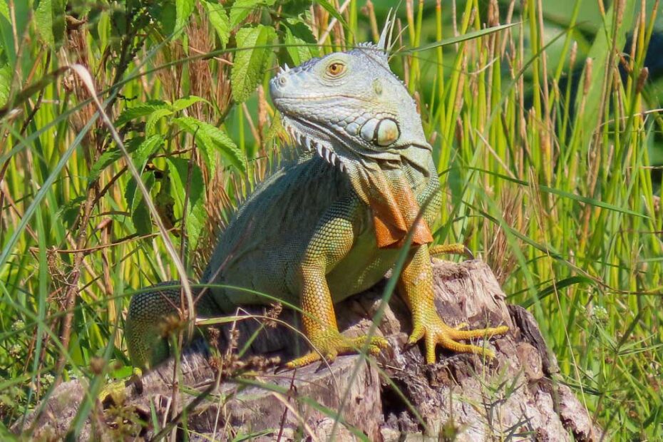 Green Iguana in South Florida