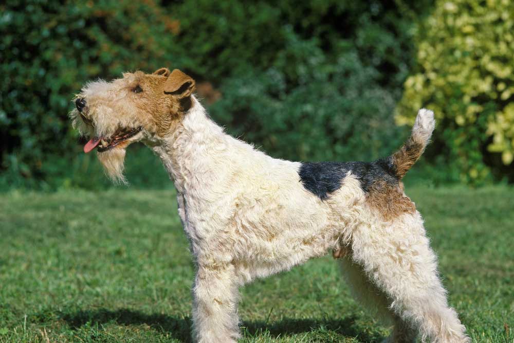 Wirehaired-Fox-Terrier
