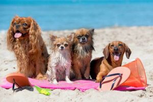 Beat the Summer Heat: Tips to Keep Your Pets Cool and Comfortable
