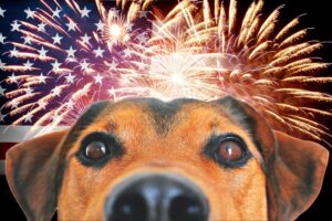 Calming Your Dog During Fireworks and Thunderstorms: Tips and Tricks