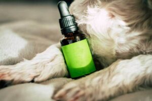 CBD for Pets: Separating Hype from Truth on the Benefits of Cannabidiol for Animal Health