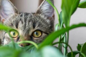 Common Behavior Issues With Cats: Understanding and Preventing Litter Box Issues, Scratching, and More