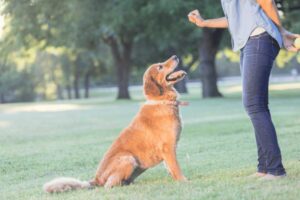 Four Essential Hand Signals to Teach Your Dog: Sit, Down, Come, and Place