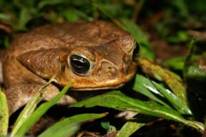 Cane Toads: A Threat to Pets in South Florida