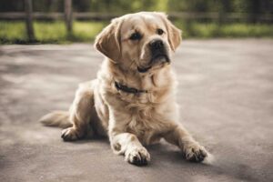 Understanding Dog Asthma: Symptoms, Causes, Diagnosis, and Treatment of the Chronic Respiratory Condition
