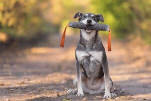 Beyond Food: 4 Alternative Rewards for Dog Training