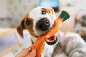 5 Tips for Keeping Your Dog Mentally Stimulated